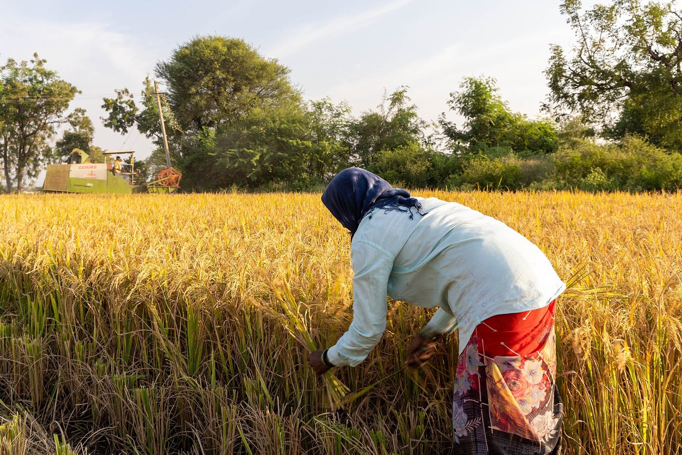 A farmer harvesting paddy — who Kisan Mitra is built for