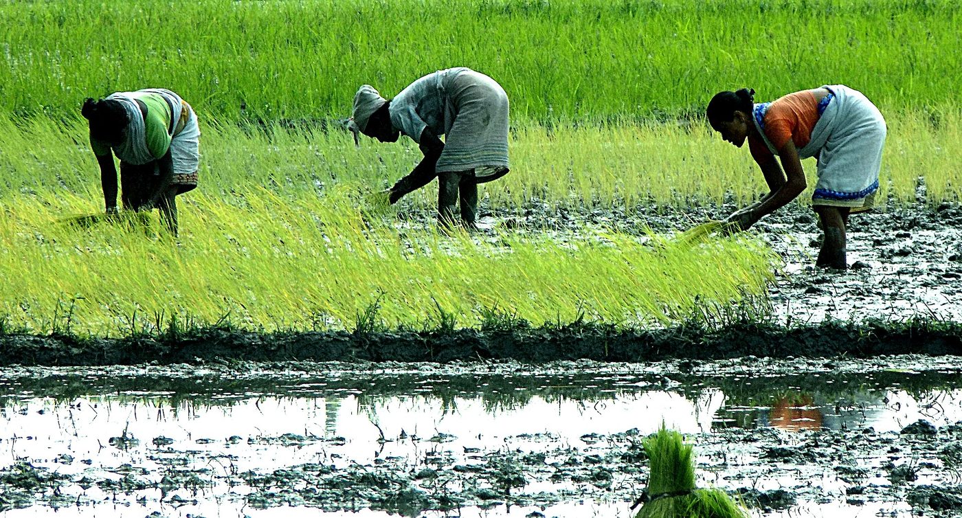Green fields around Dudhi, Sonbhadra