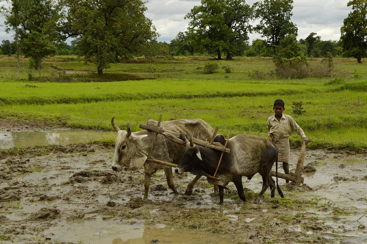 Ploughing a paddy field with oxen